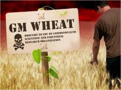 gm-wheat.jpg